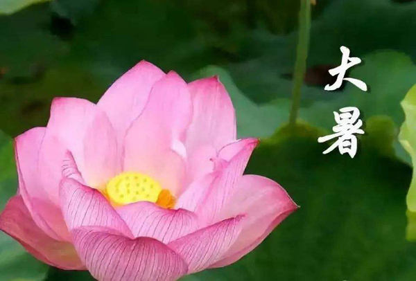 节气谚语大暑怎么说_大暑节气的谚语_24节气大暑的谚语