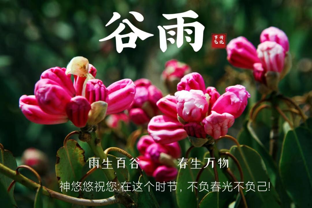 谷雨吃什么_2024年什么时候谷雨_谷雨三候