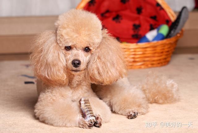 玛尔济斯_玛尔济斯_玛尔济斯