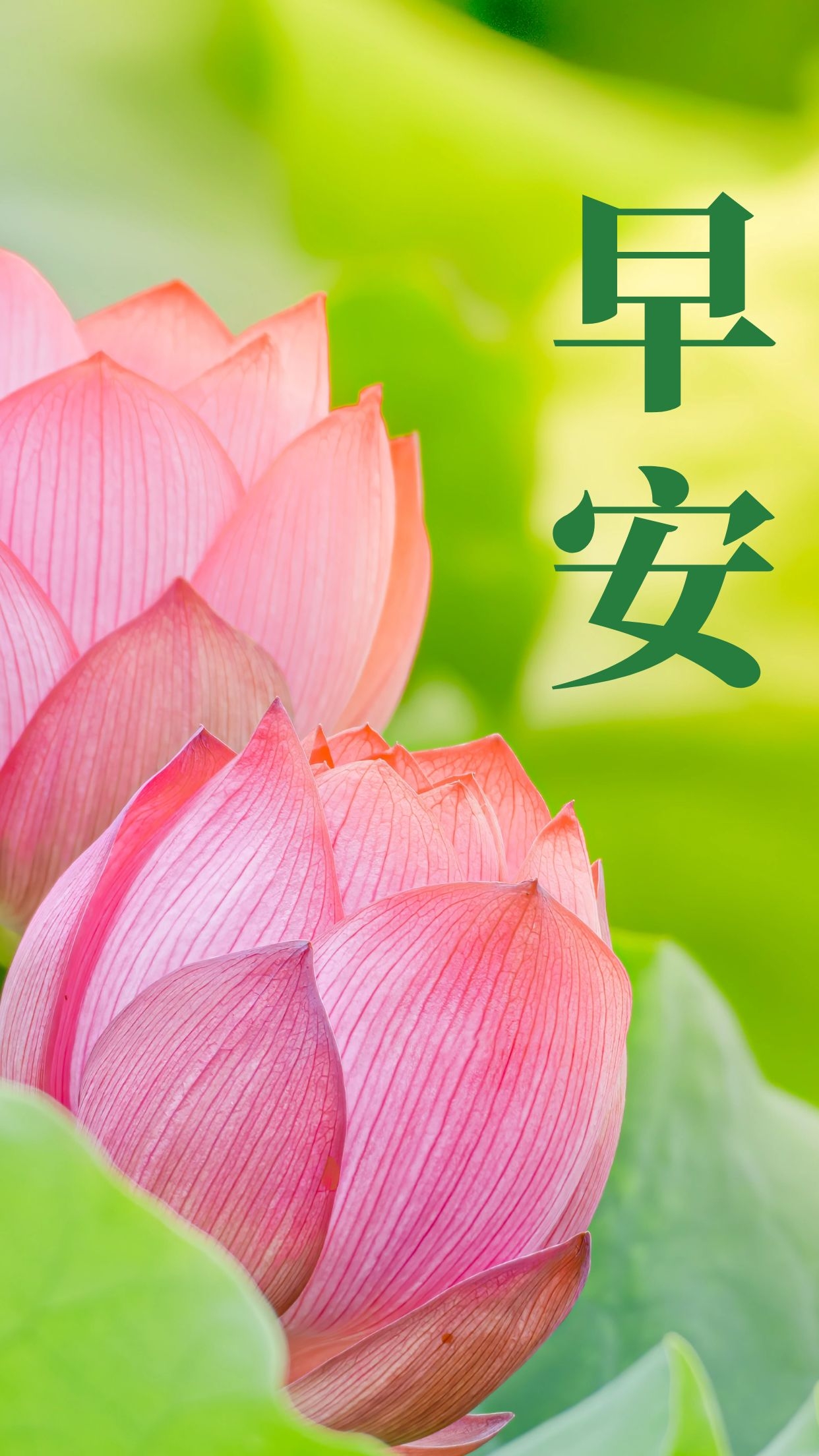 六公主，我心中超越时空的痴迷与热爱